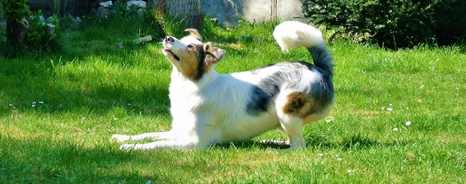 Hunde von Anubias