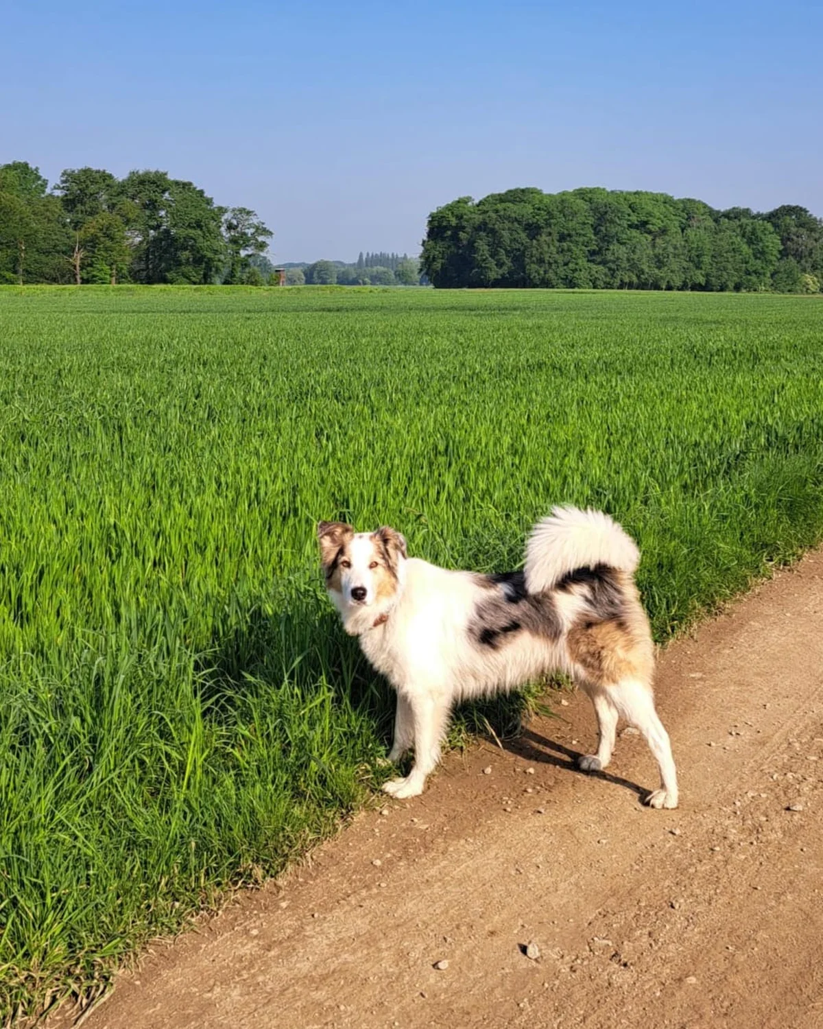 Hunde von Anubias