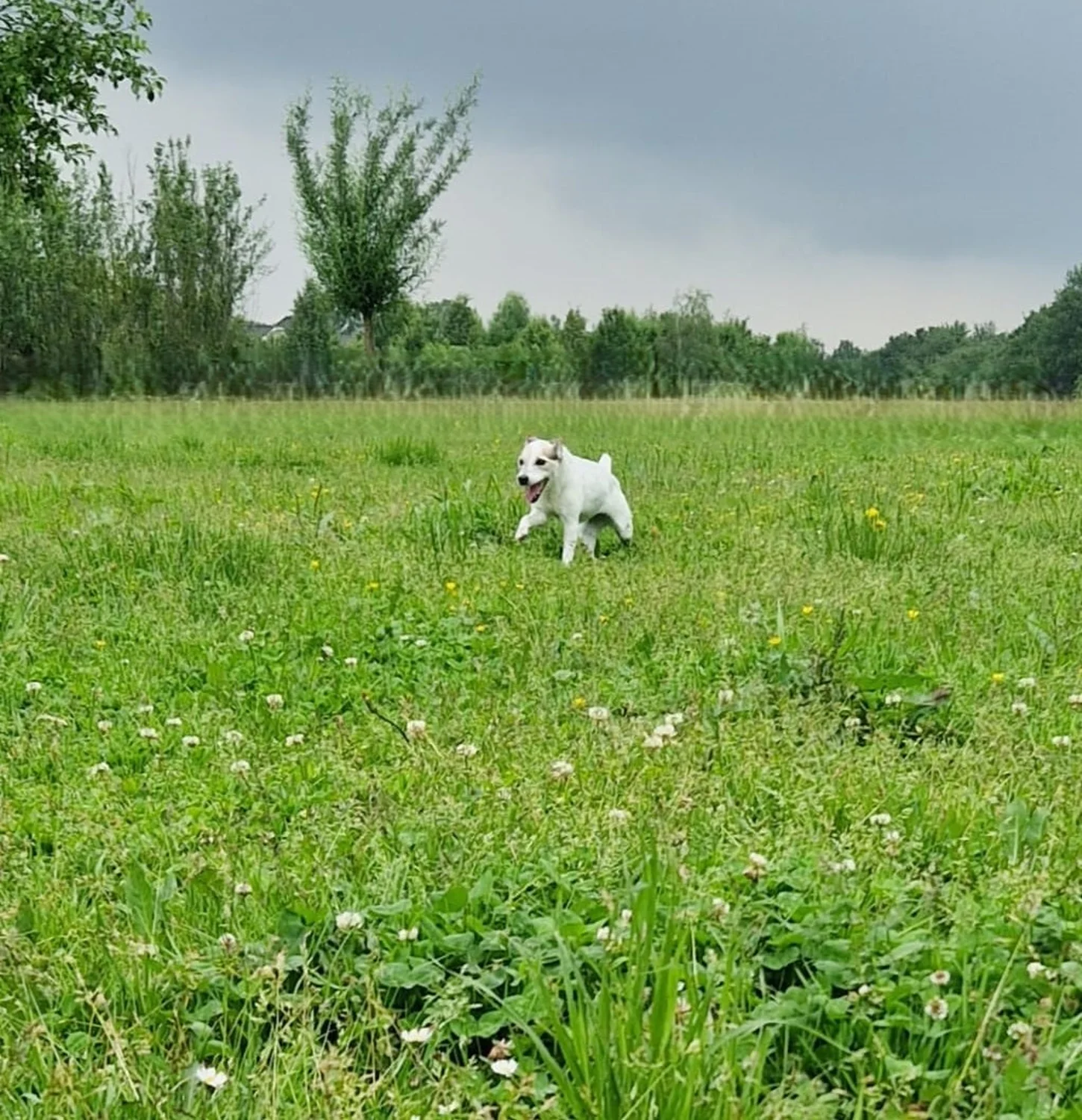 Hunde von Anubias