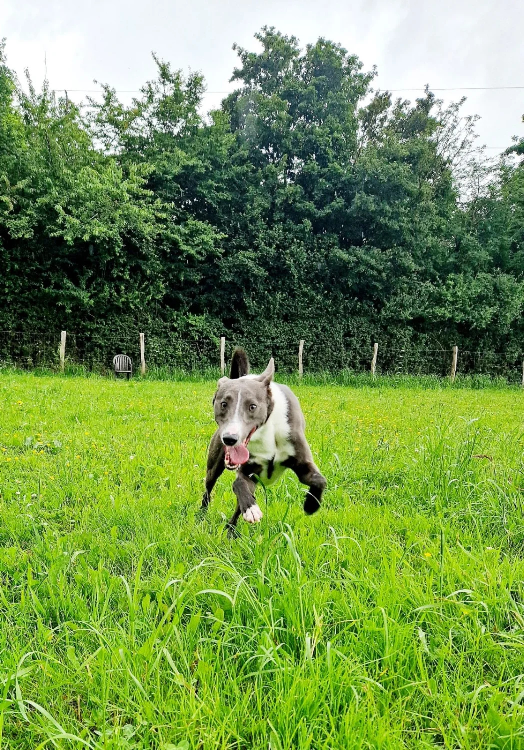 Hunde von Anubias