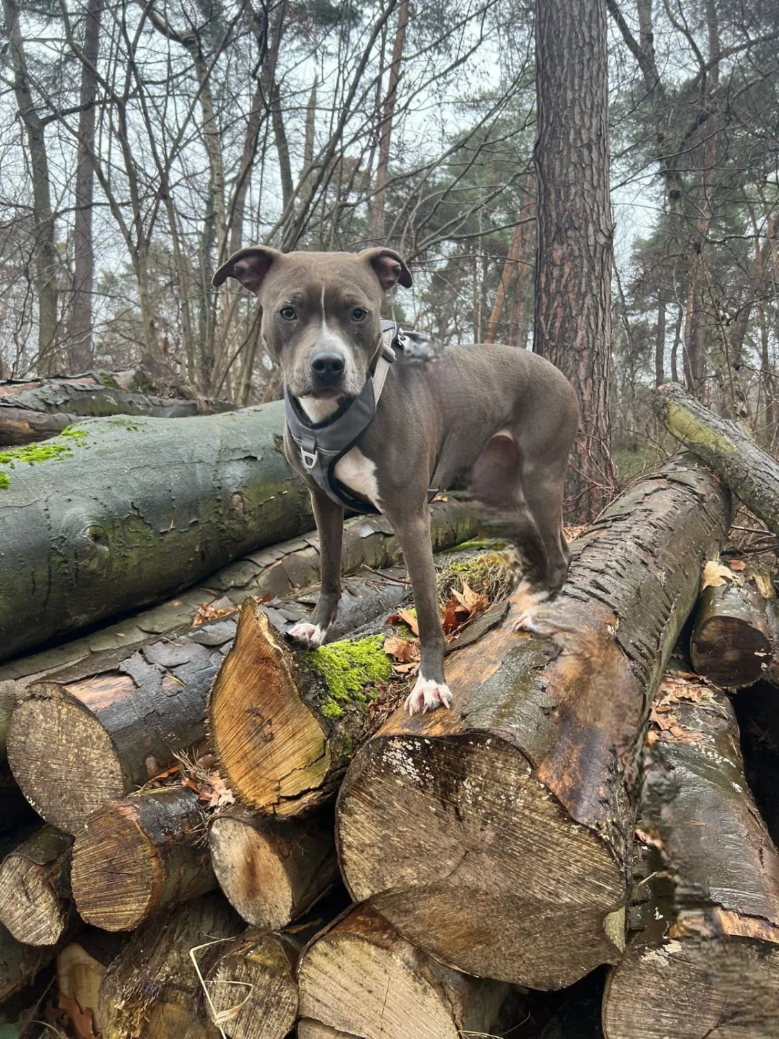 Hunde von Anubias