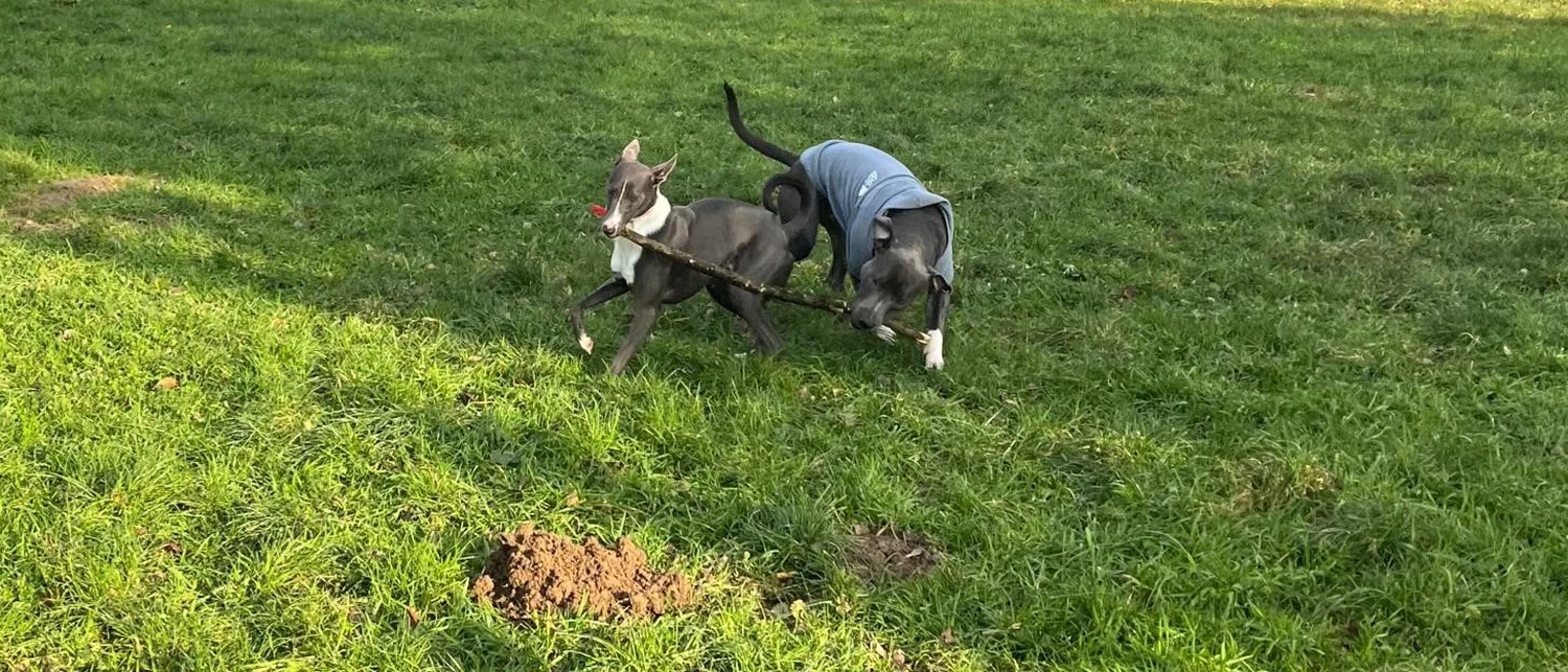 Hunde von Anubias