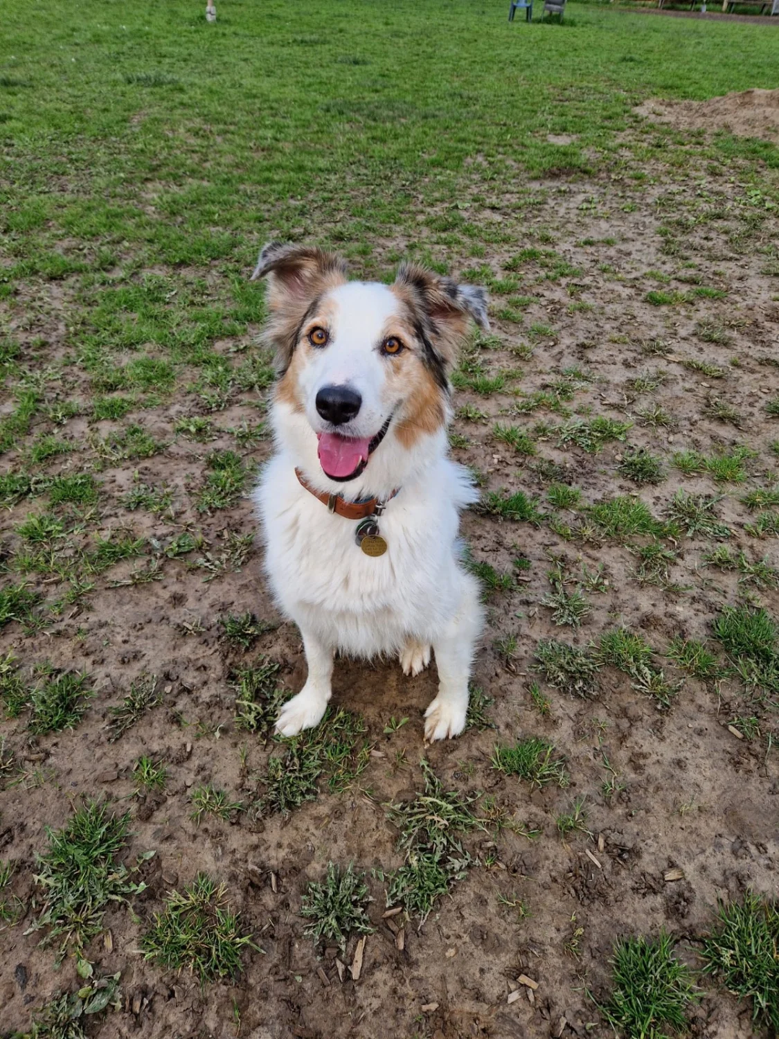 Hunde von Anubias