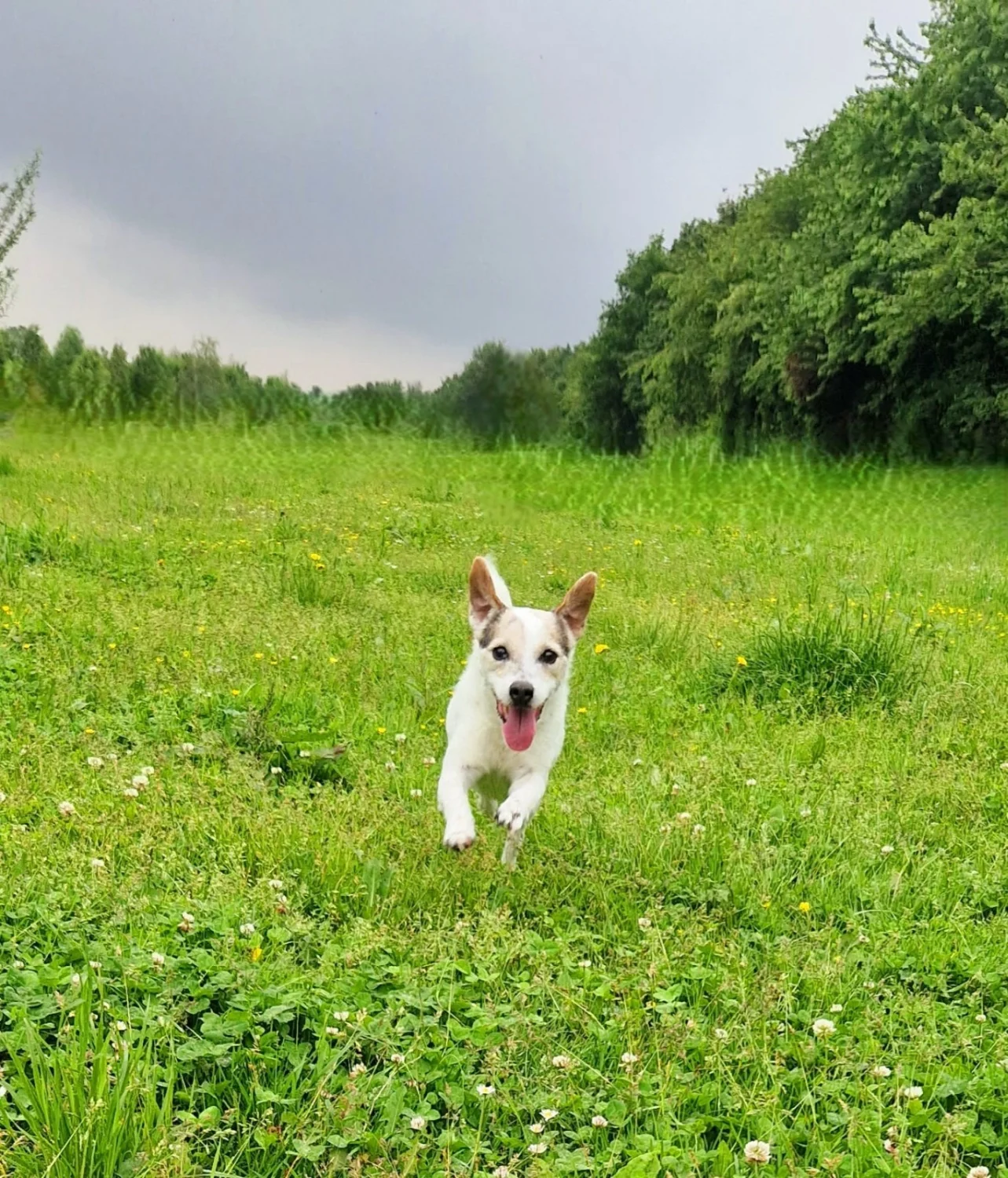 Hunde von Anubias