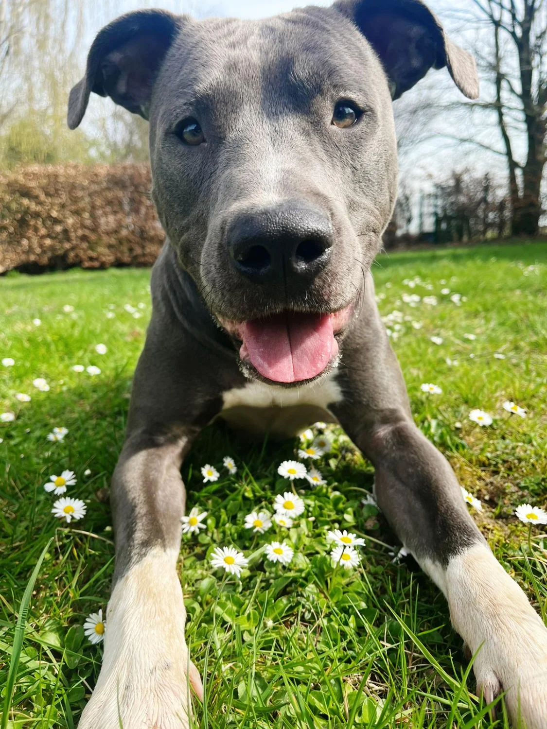 Hunde von Anubias