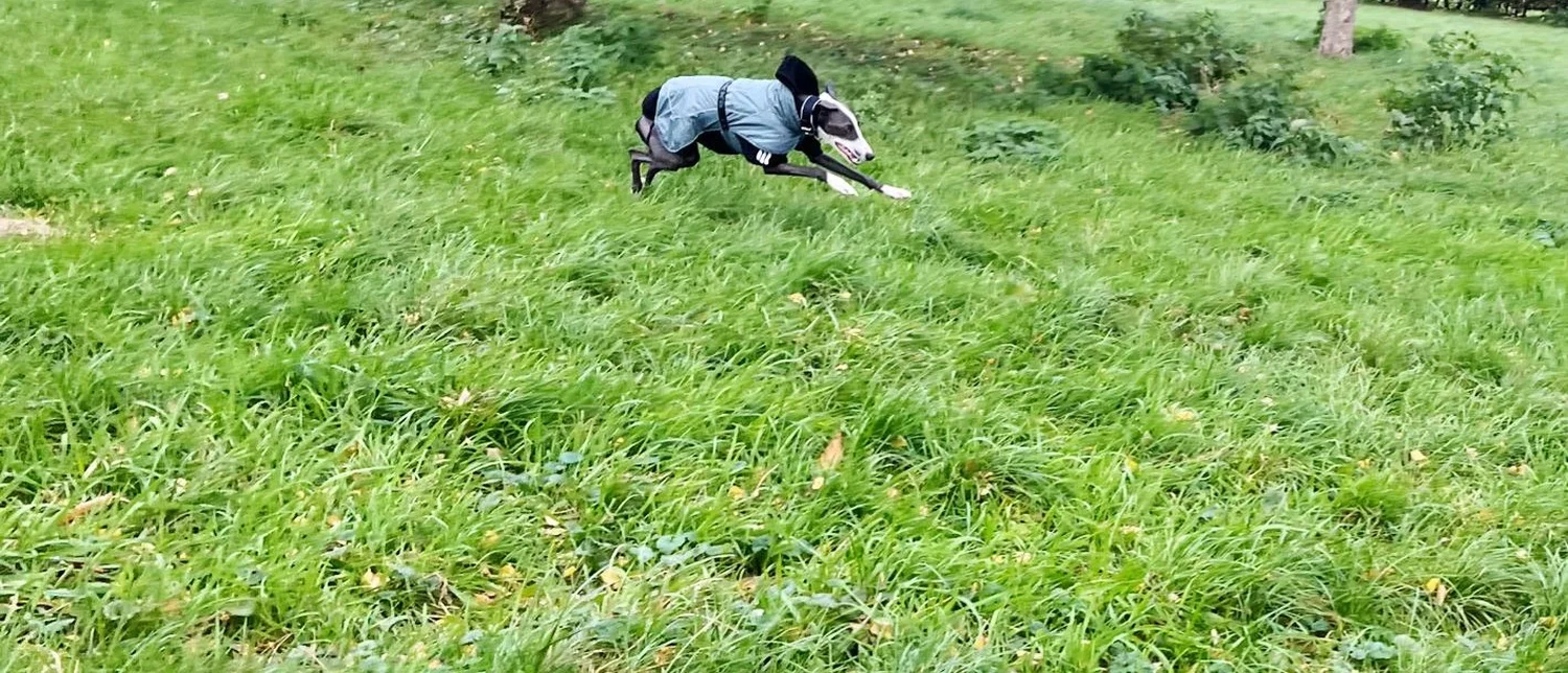 Hunde von Anubias