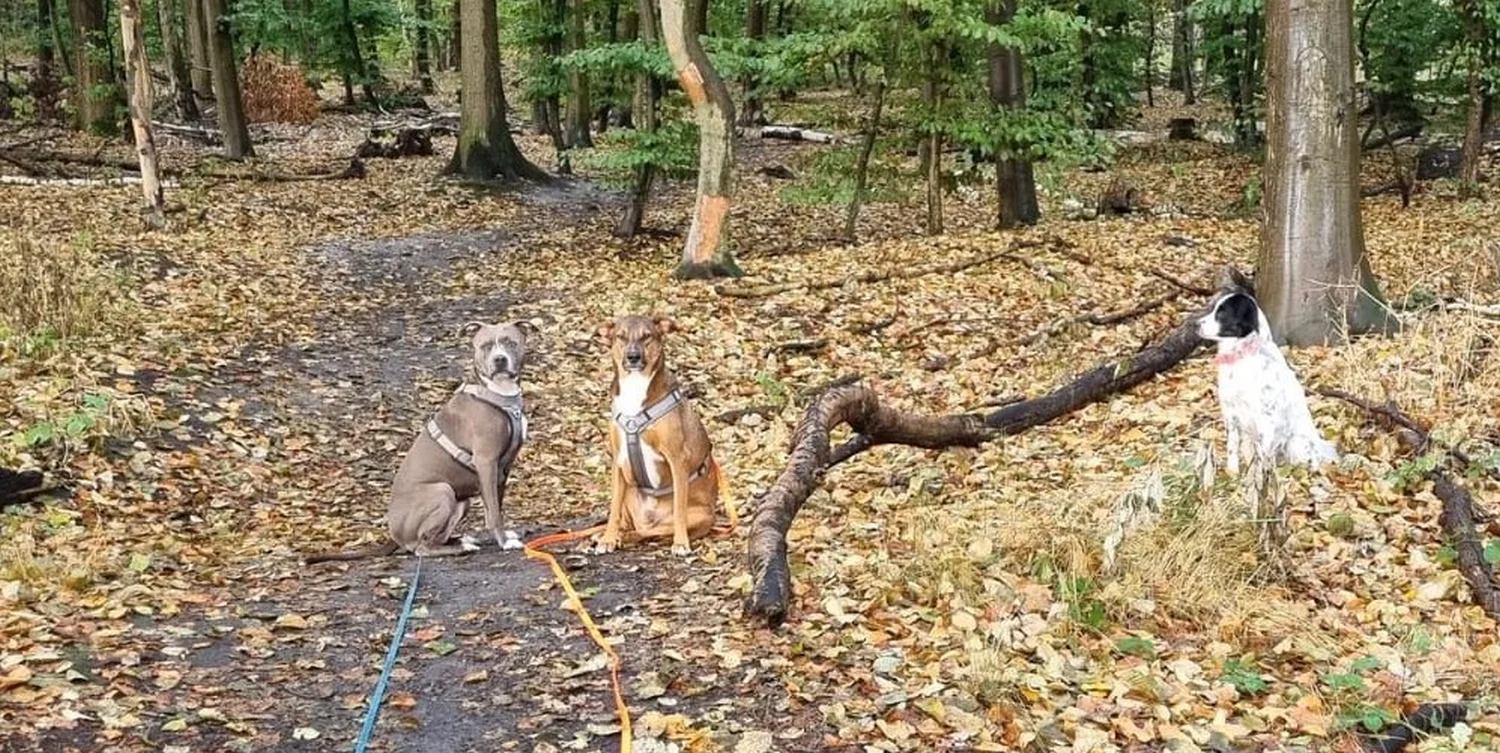 Hunde von Anubias