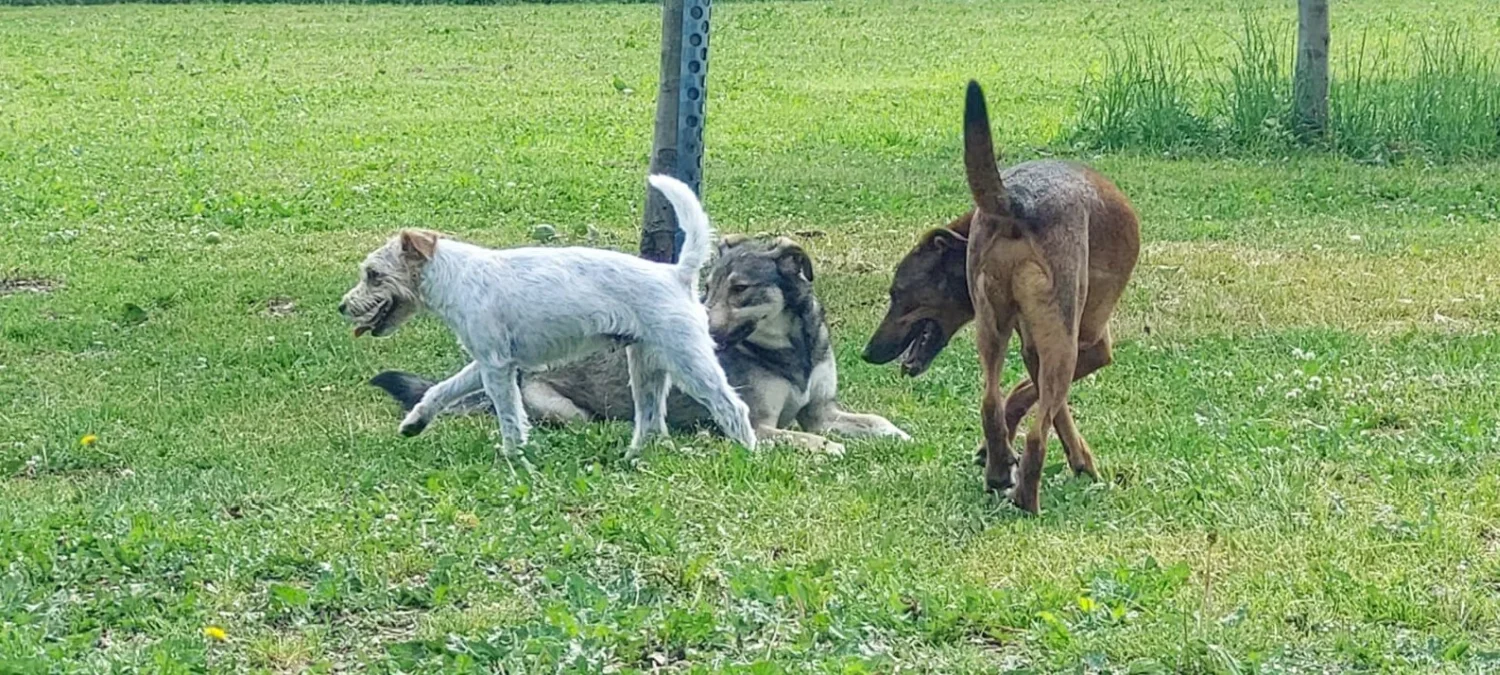 Hunde von Anubias