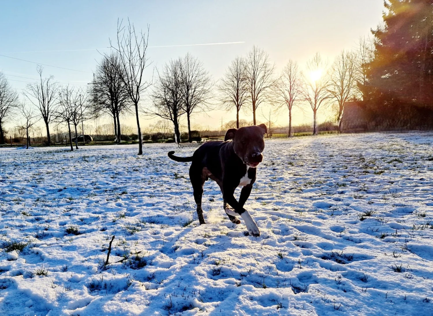 Hunde von Anubias