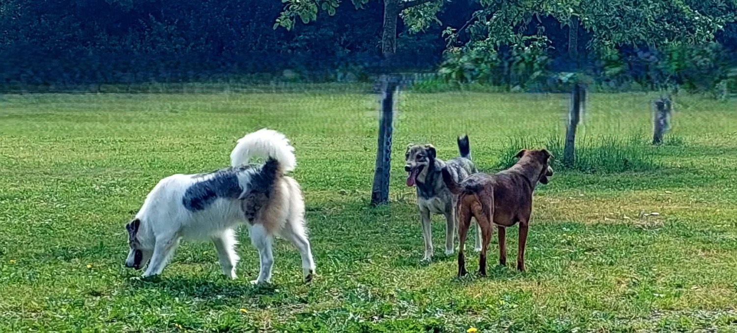 Hunde von Anubias