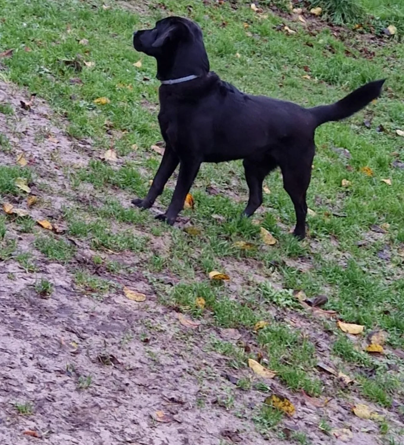 Hunde von Anubias