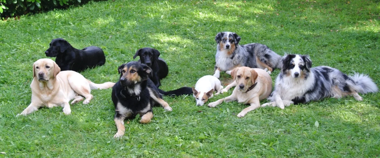 Hunde von Anubias