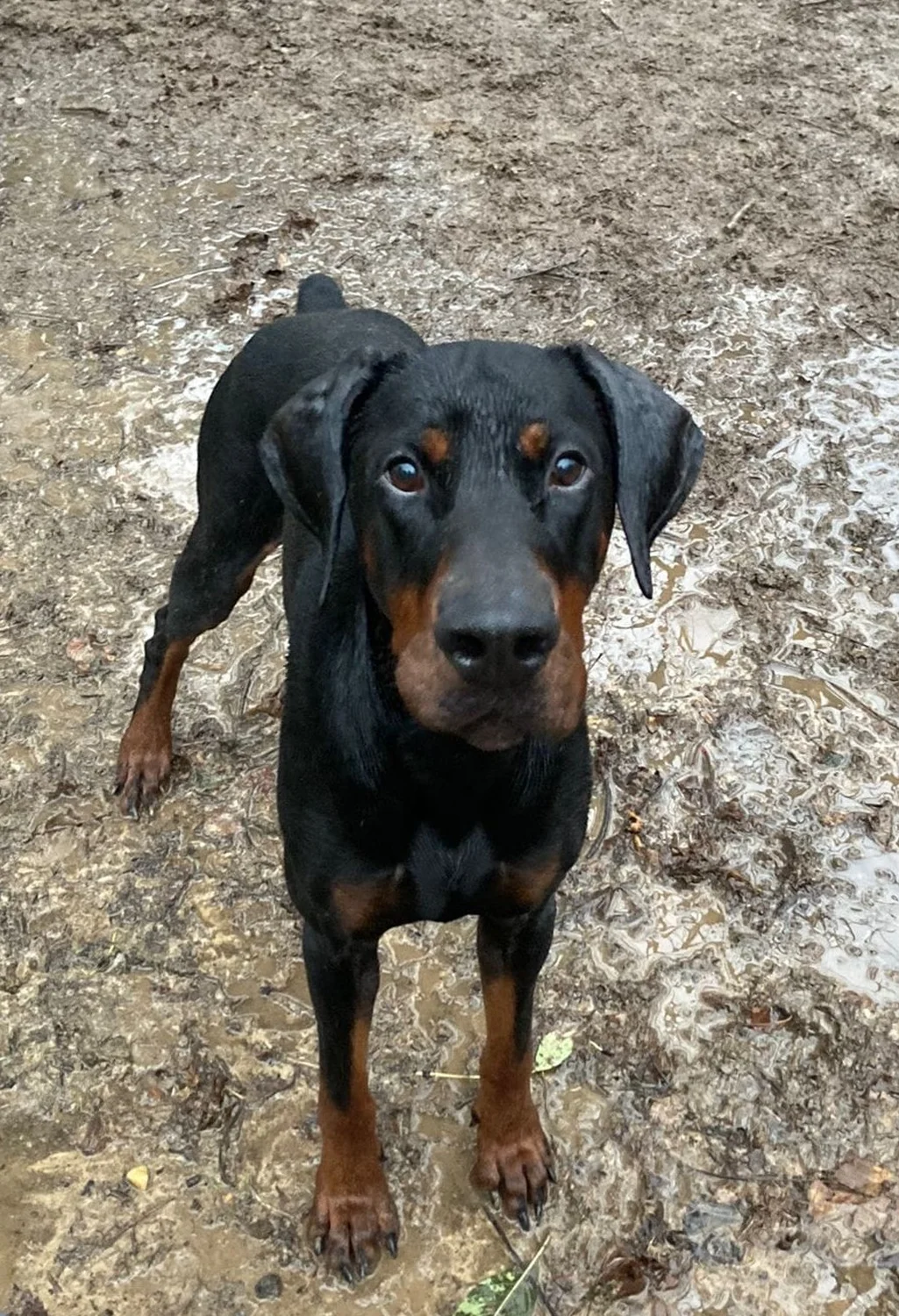 Hunde von Anubias