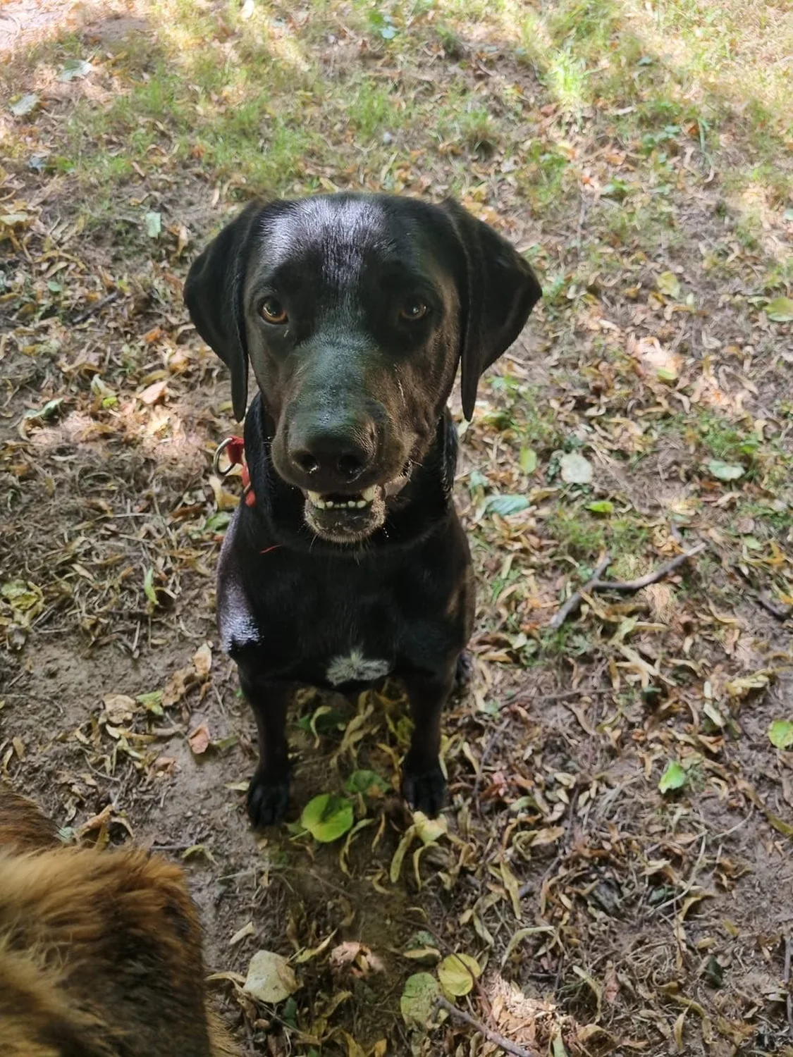 Hunde von Anubias