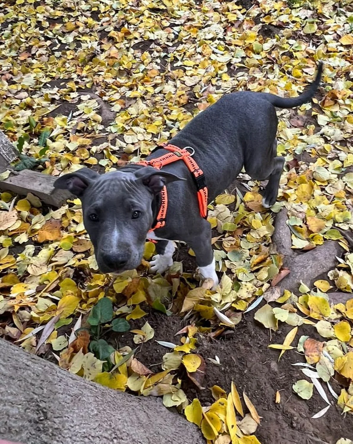 Hunde von Anubias