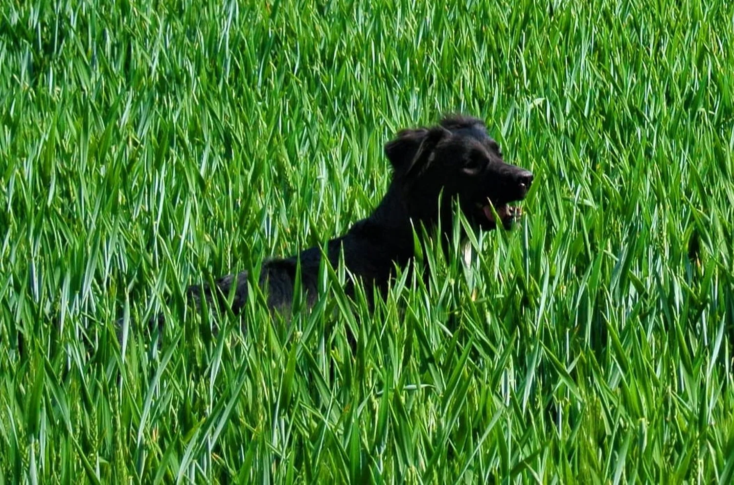 Hunde von Anubias