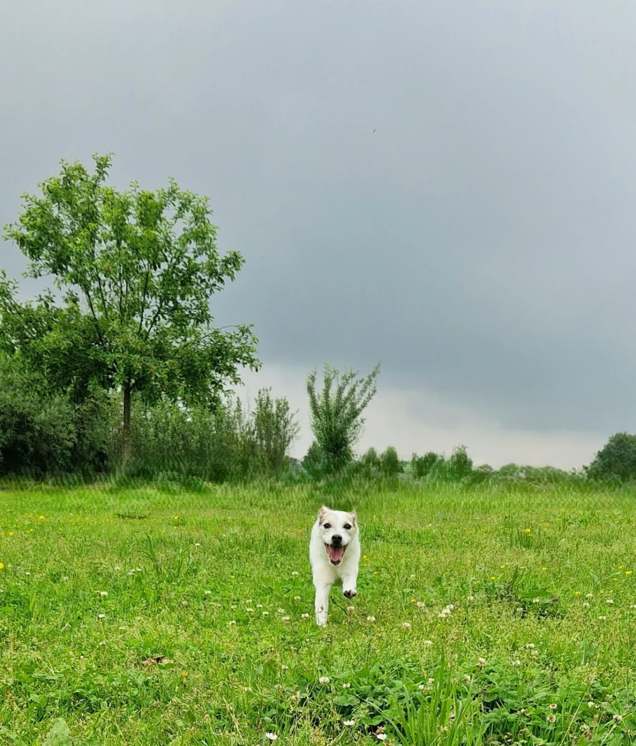 Hunde von Anubias