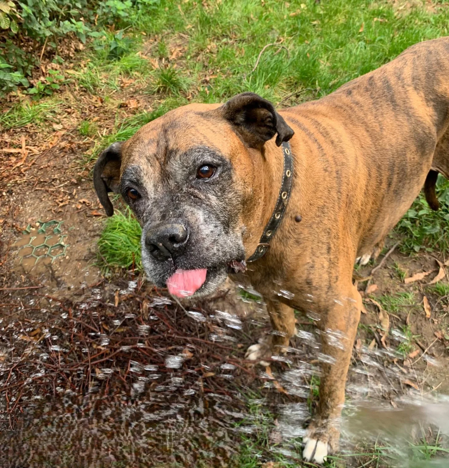 Hunde von Anubias