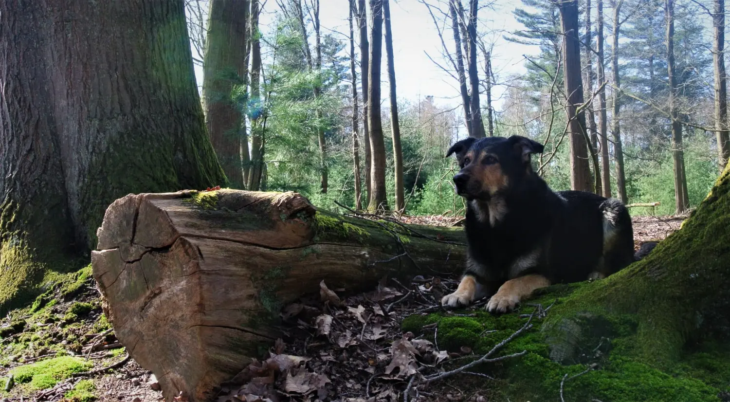 Hunde von Anubias