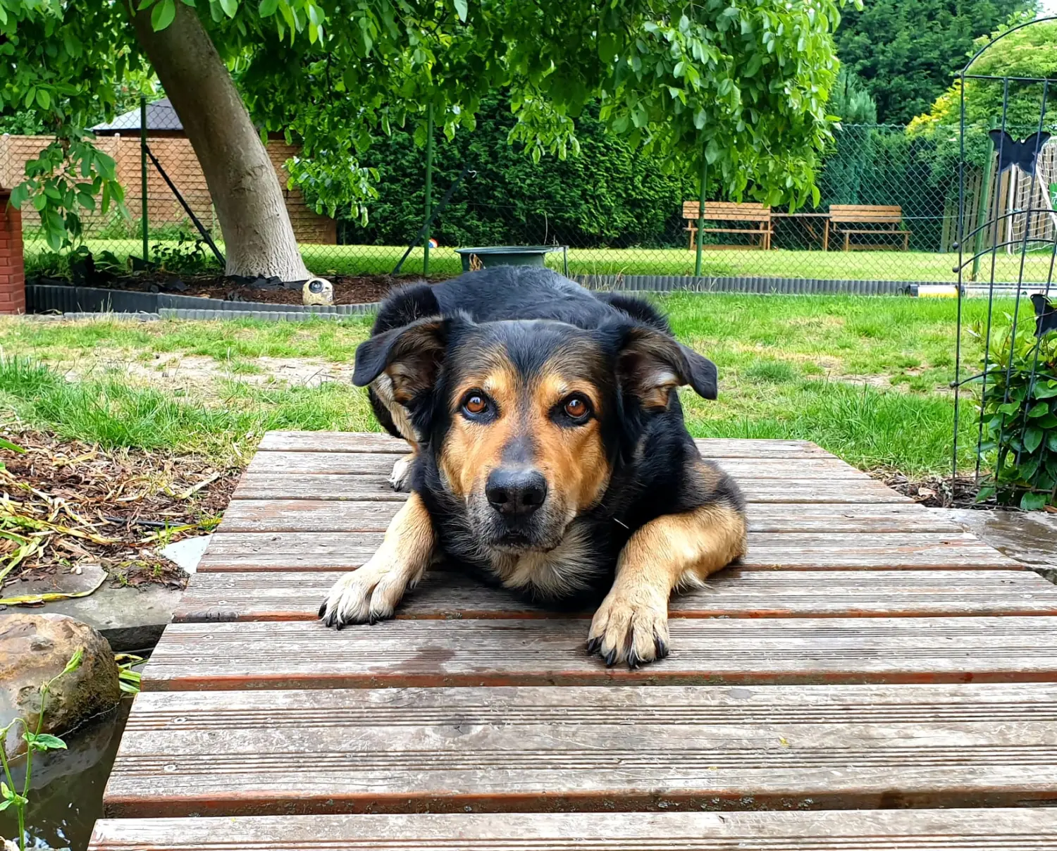 Hunde von Anubias