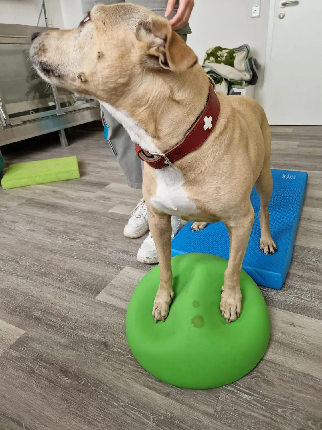 Hundephysiotherapie von Anubias