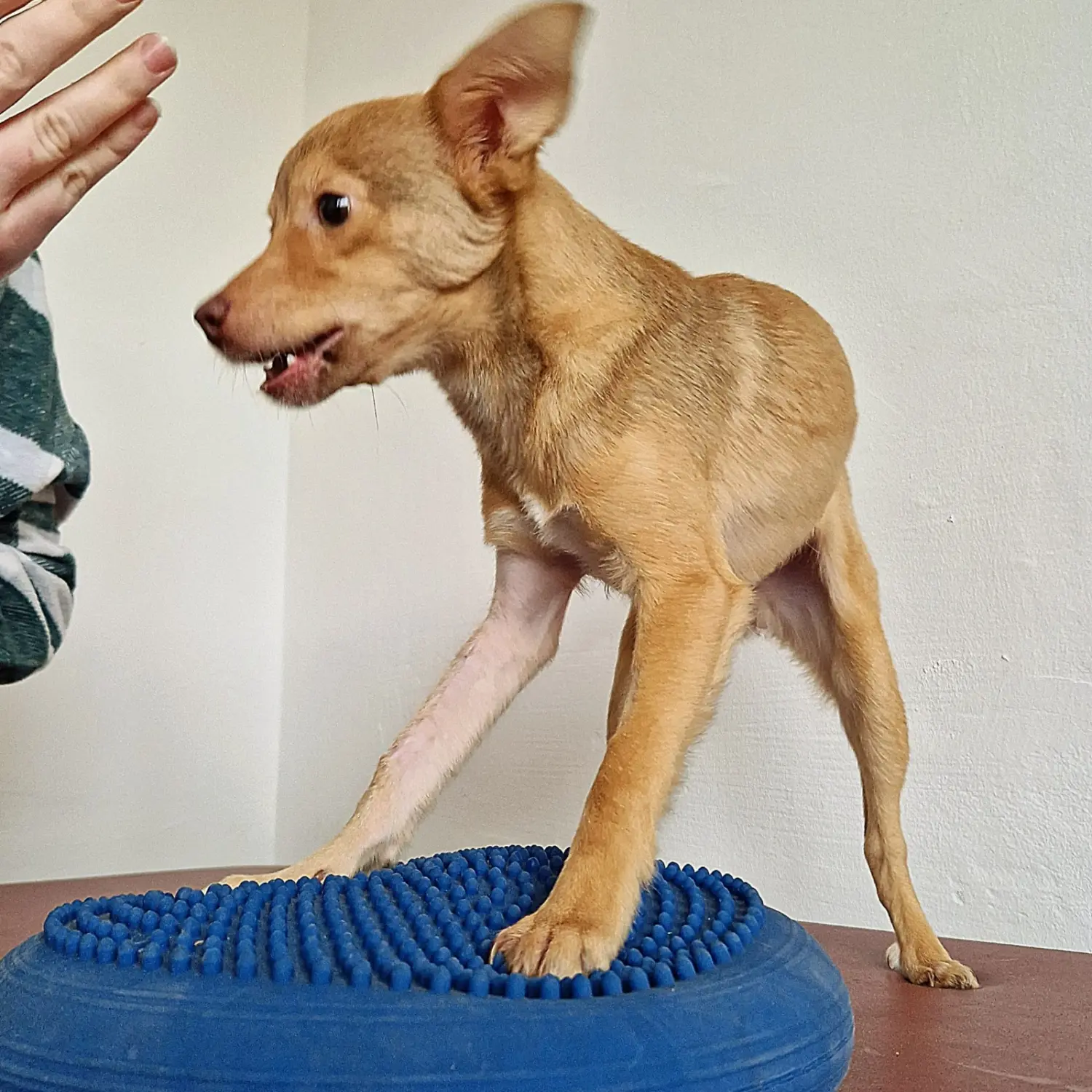 Hundephysiotherapie von Anubias