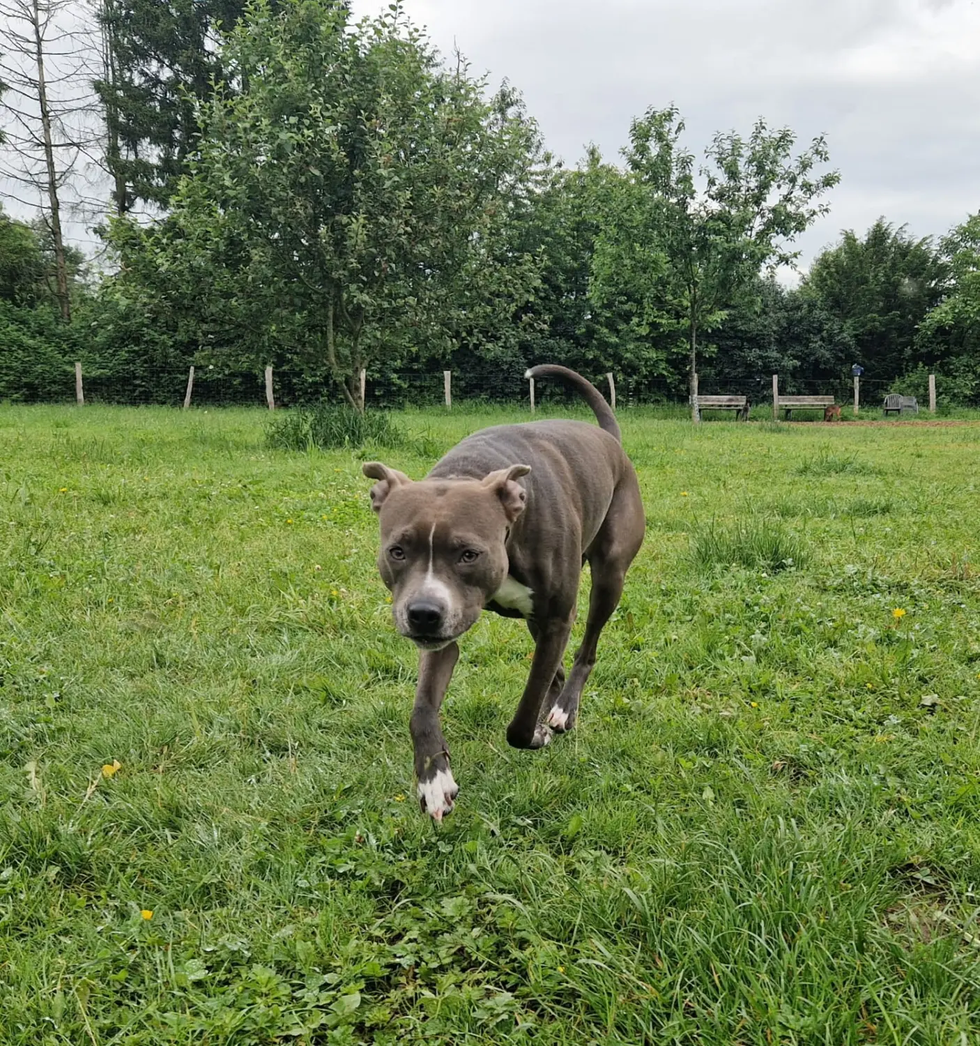 Hunde von Anubias