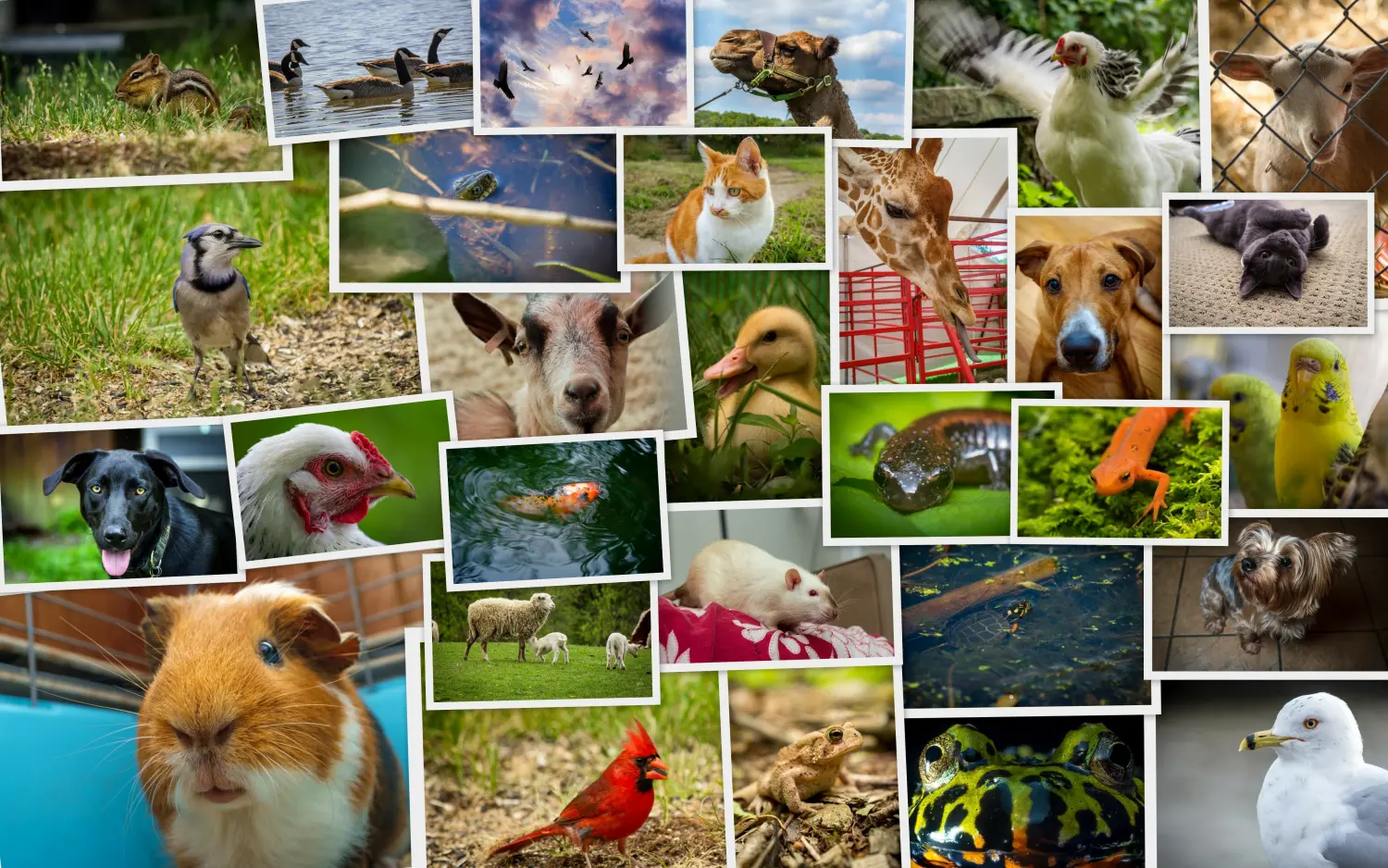 Große Collage Tiere Haustiere