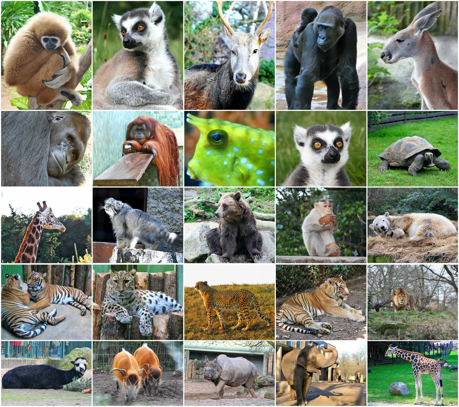 Collagefotos einiger Wildtiere