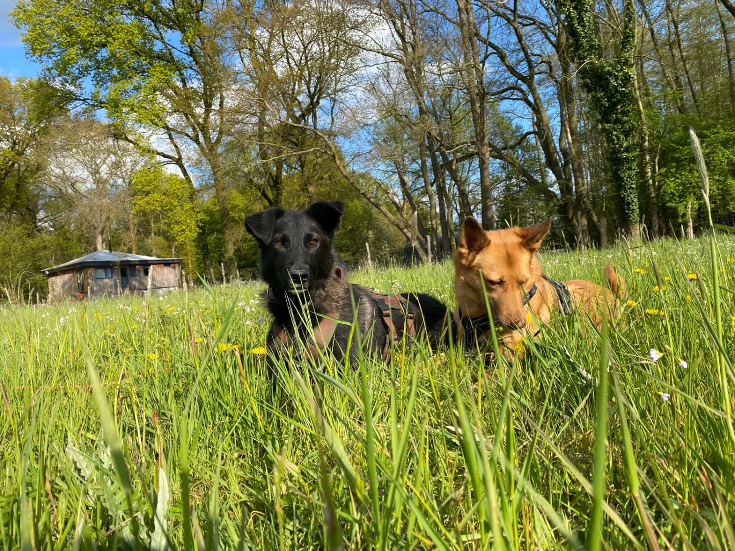 Hunde von Anubias