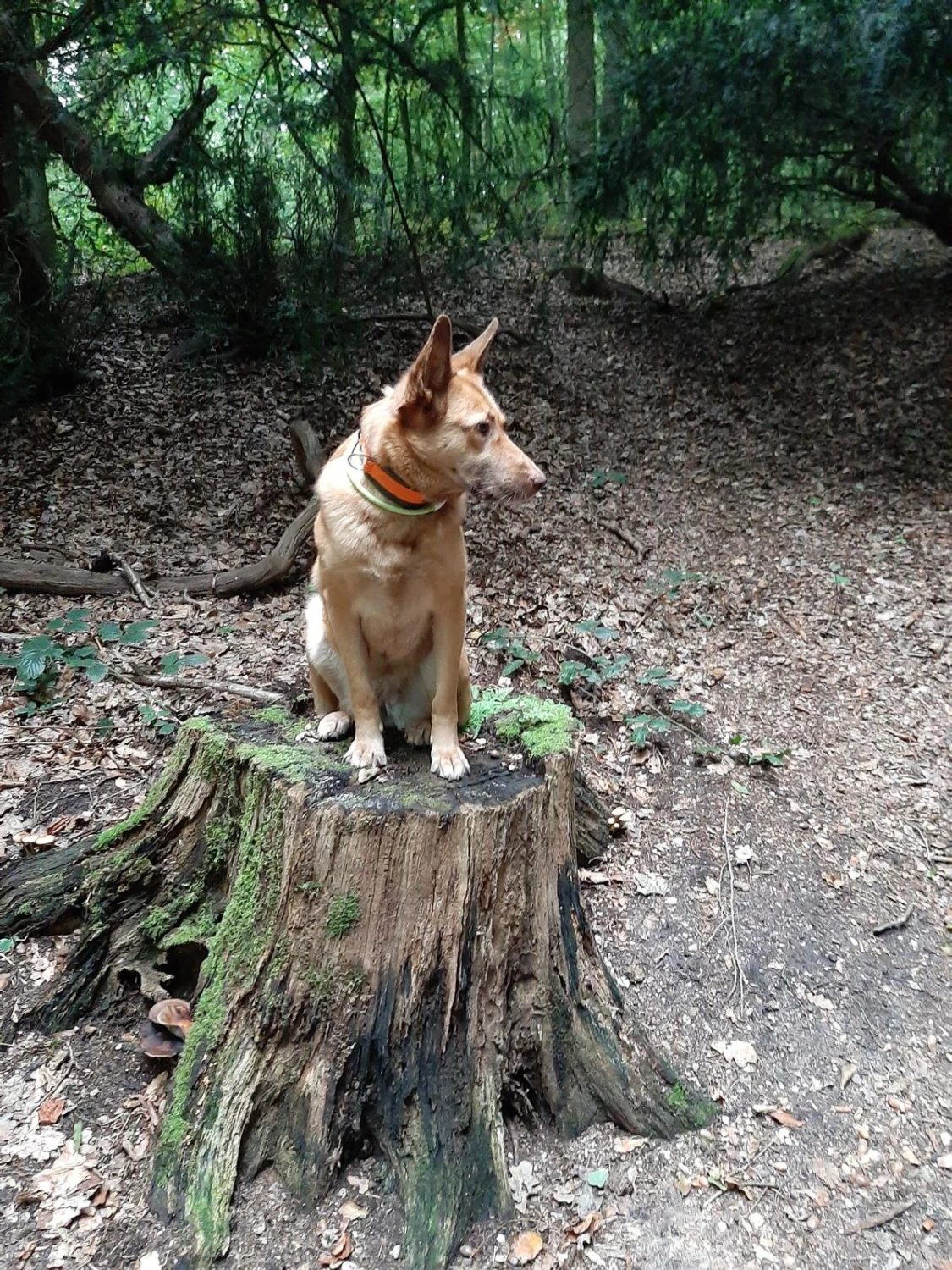 Hunde von Anubias