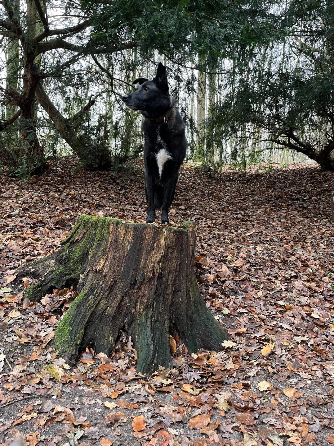 Hunde von Anubias