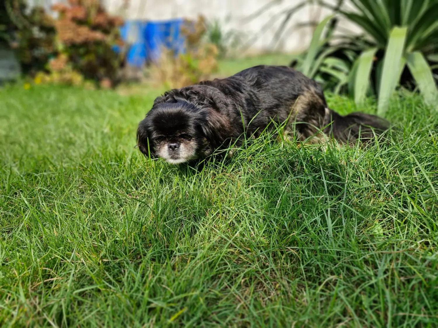 Hunde von Anubias