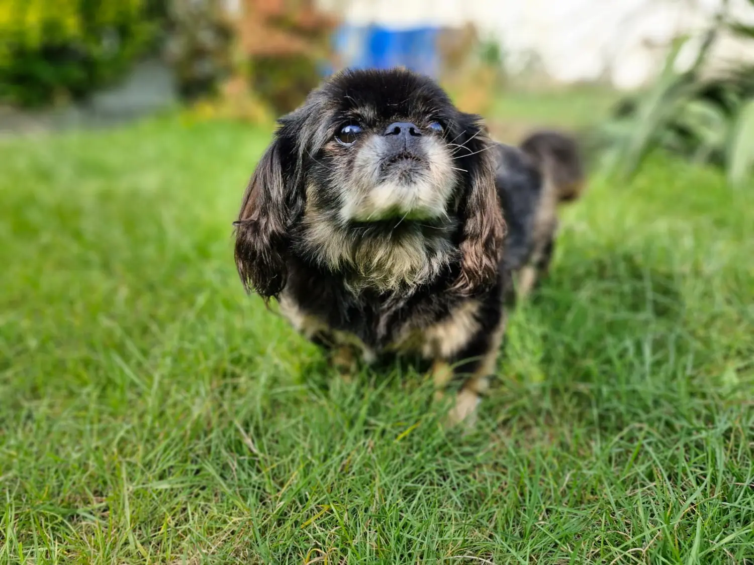 Hunde von Anubias