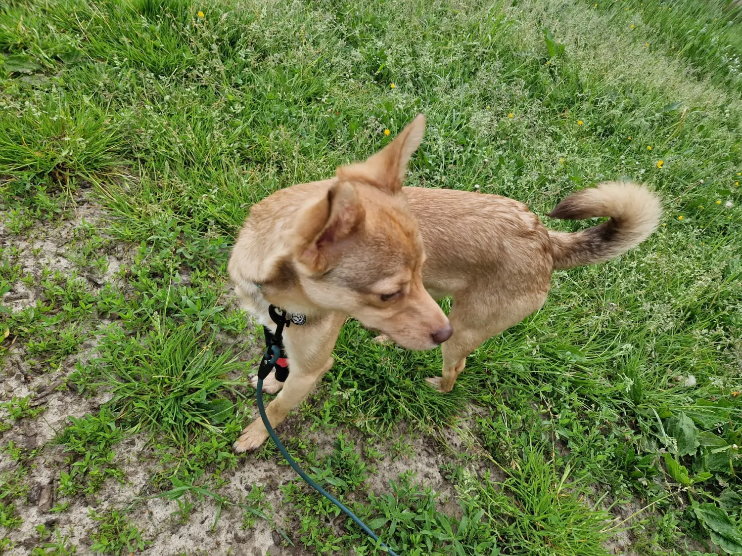 Hunde von Anubias