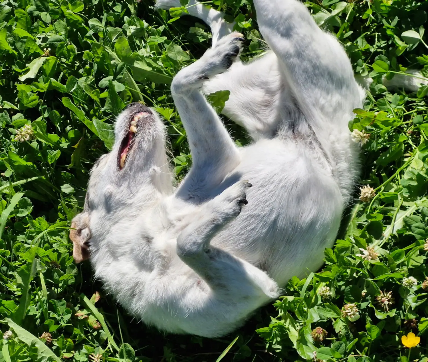 Hunde von Anubias