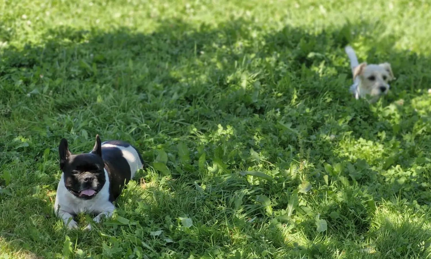 Hunde von Anubias