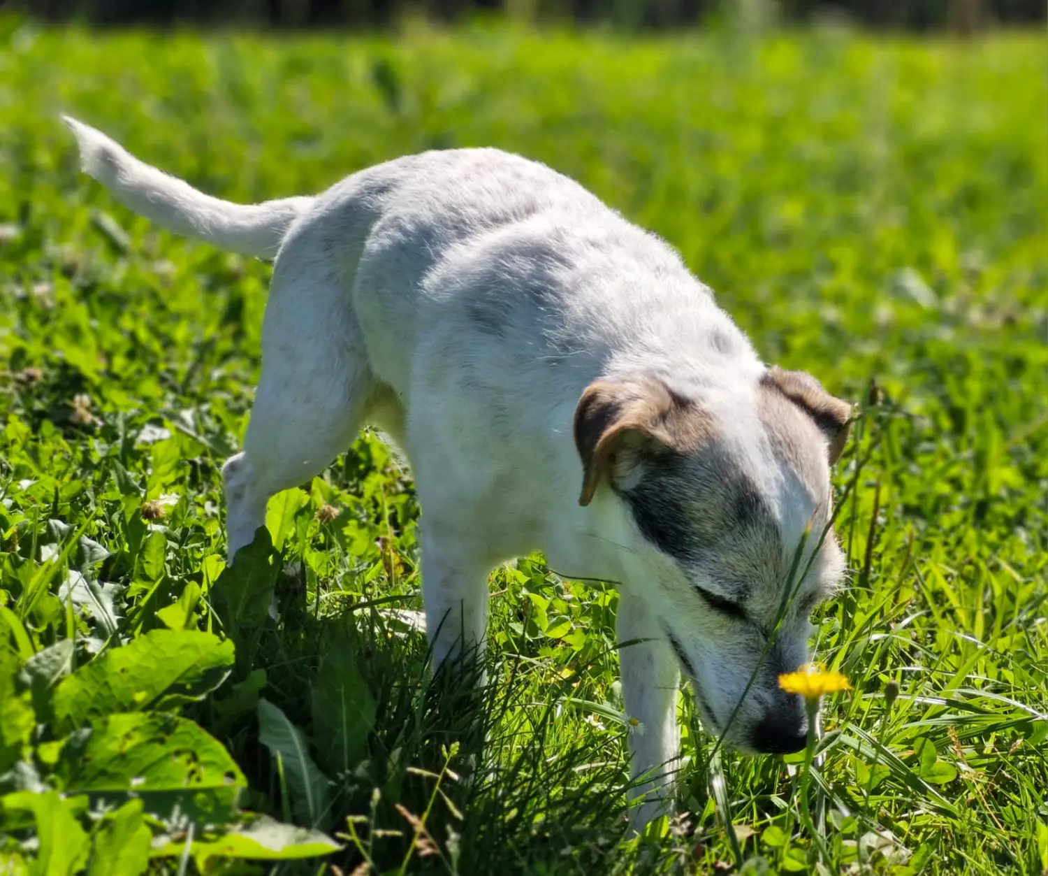 Hunde von Anubias