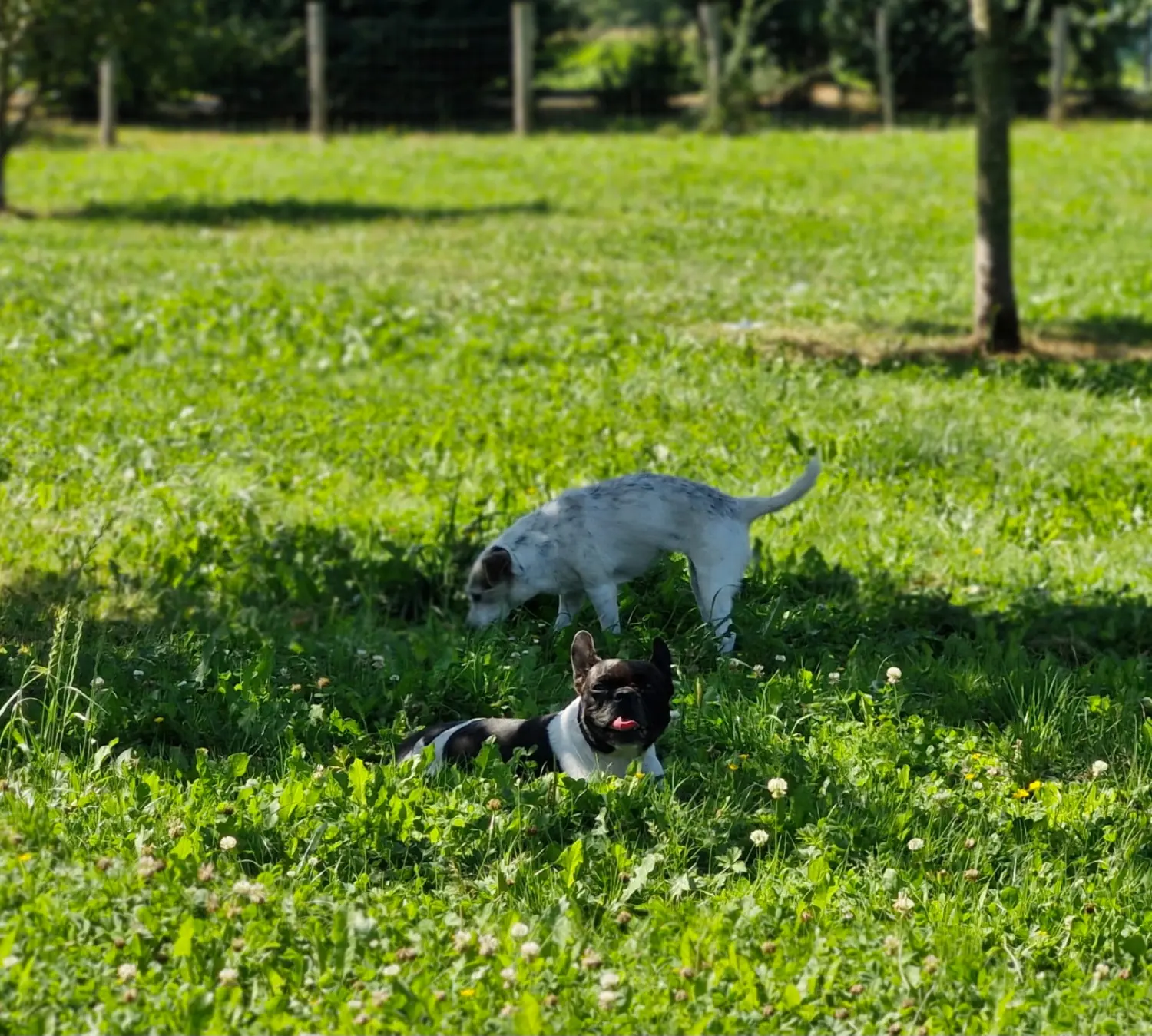 Hunde von Anubias