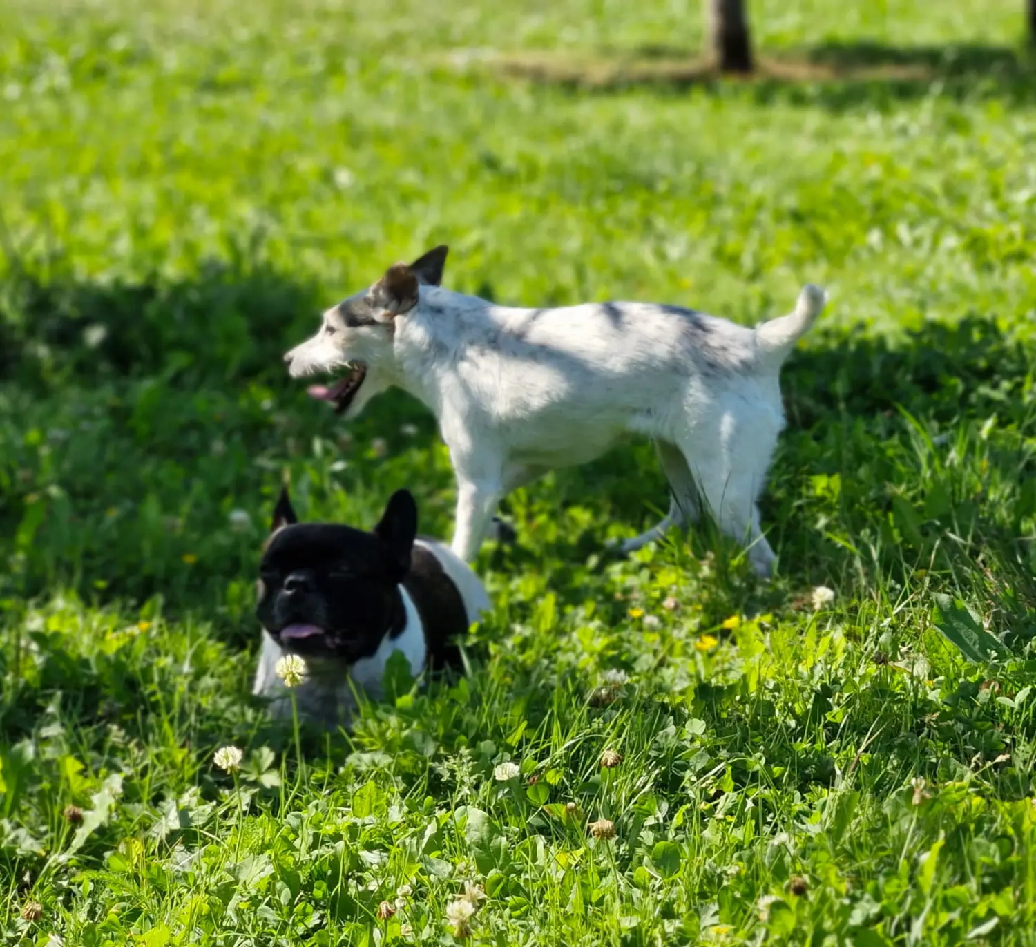 Hunde von Anubias