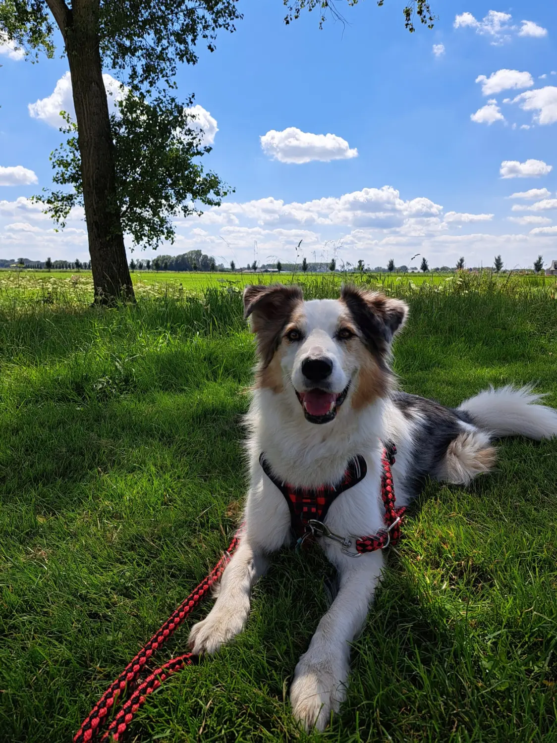 Hunde von Anubias