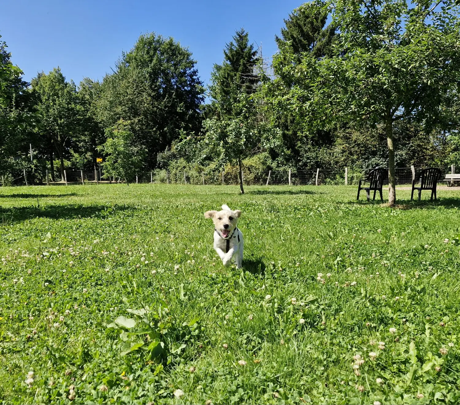 Hunde von Anubias