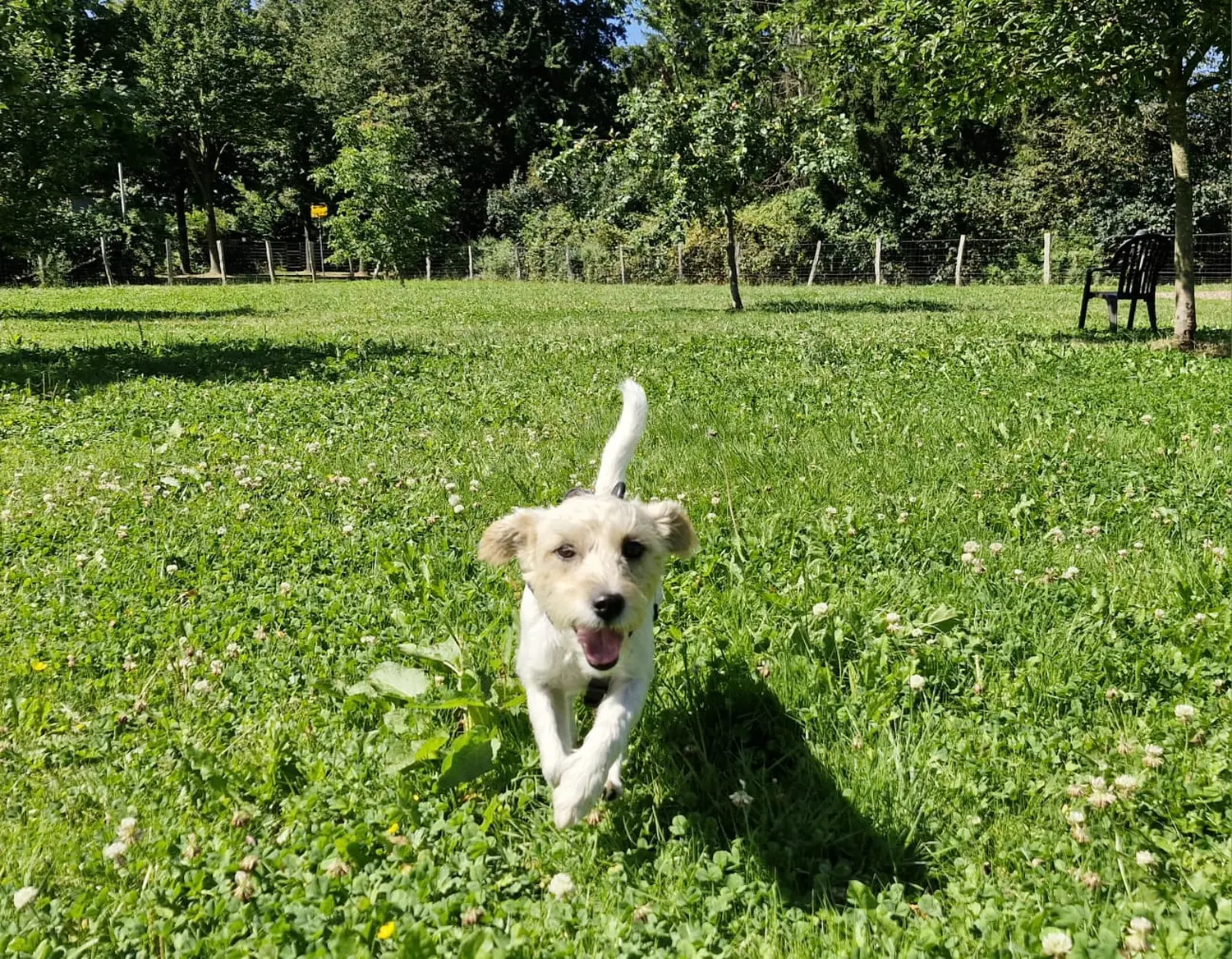 Hunde von Anubias