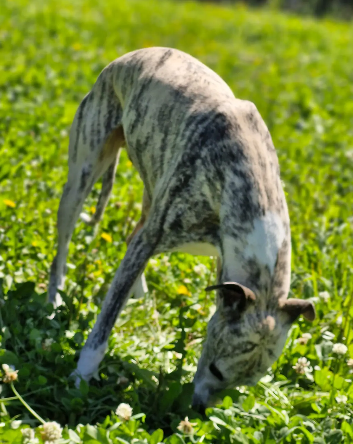 Hunde von Anubias