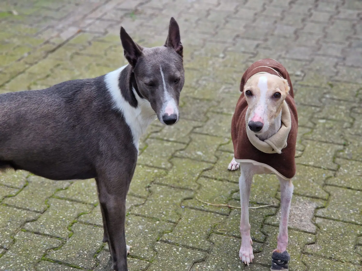 Hunde von Anubias