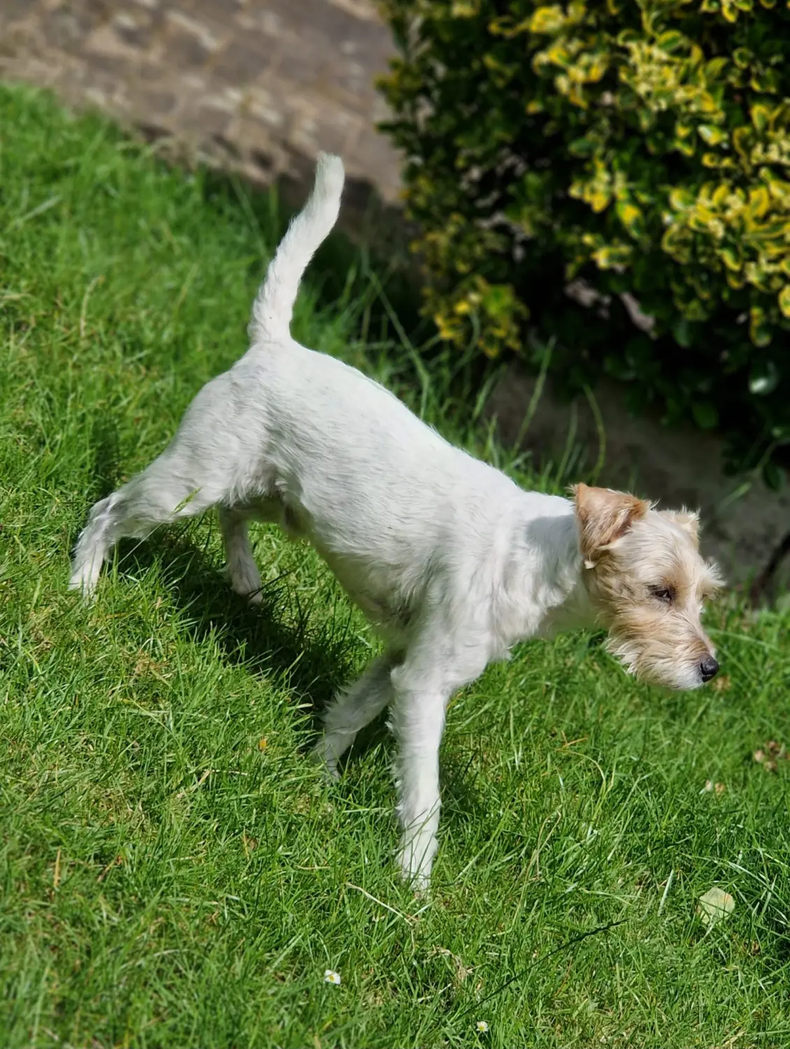 Hunde von Anubias