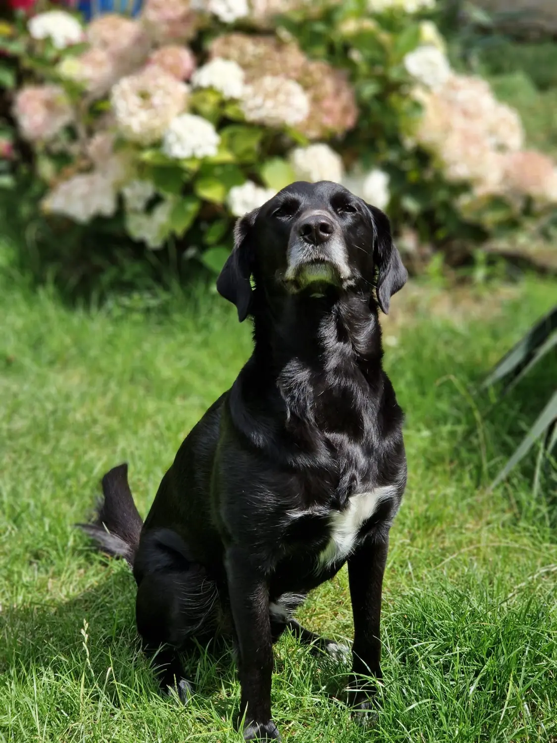 Hunde von Anubias