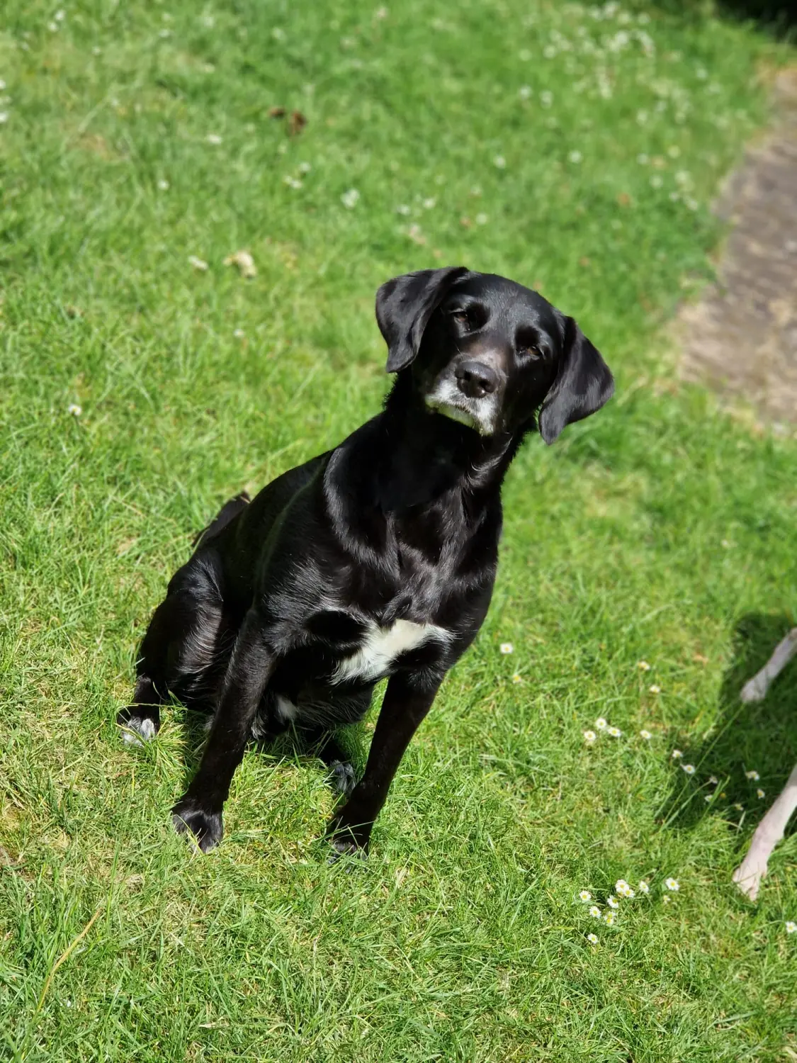 Hunde von Anubias