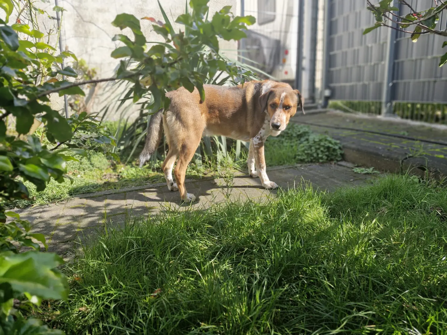 Hunde von Anubias