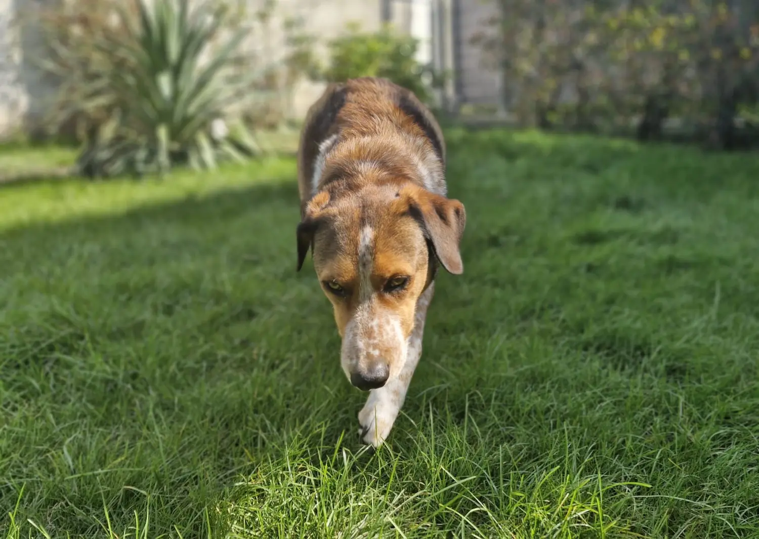 Hunde von Anubias